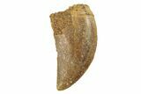 Serrated, Juvenile Carcharodontosaurus Tooth #249444-1